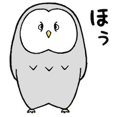 Cuddly Great Grey Owl