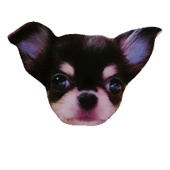 chappy_20181111142611