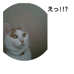 猫のりーちゃん Line スタンプ Line Store 猫のりーちゃん Line スタンプ Line Store