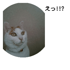 猫のりーちゃん Line スタンプ Line Store