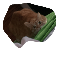Mora cat