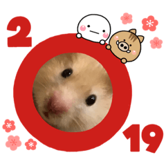 2019 A happy new year Three hamsters