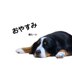 Bernese Mountain Dog MAX