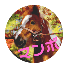 ミニチュアホースのマンボちゃん Line スタンプ Line Store ミニチュアホースのマンボちゃん Line スタンプ Line Store