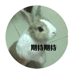 我可愛的兔子的生活