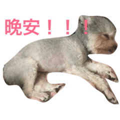 bobo01