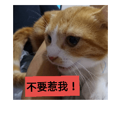 萌萌茶2