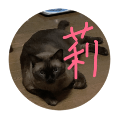 MOKA_20181112171650