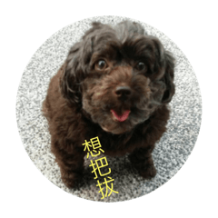 小蘋果の日常