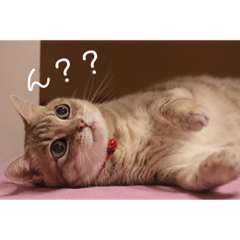 Ayumi_20181114184409