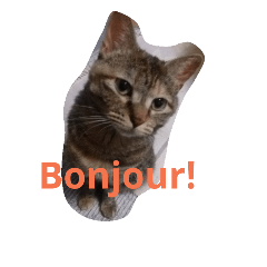 A French Cat