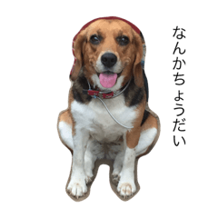Beagle dogs Mimisan's stamp