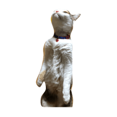 lovers cat