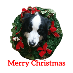 Border Collie Love Dog