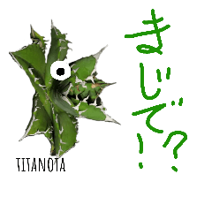 アガベ　チタノタ　agave titanota horrida