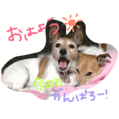 Jack russel terrier!everyday!