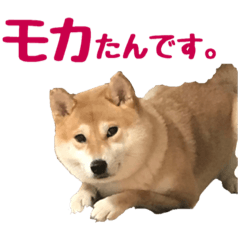 JapanDogSHIBA