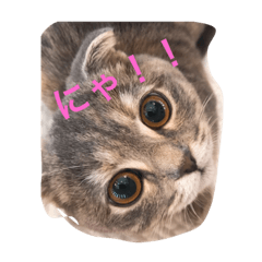 pon_20181116205742