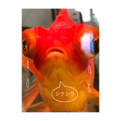 Emily_20181116110107