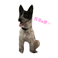U寶的生活