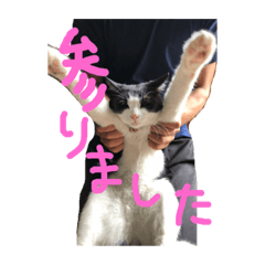 JPN CAT Chibi-nyan