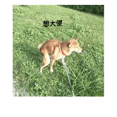 柴犬吉利