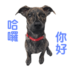 米克斯拿鐵寶寶的日常