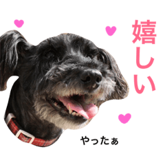 Black schnauzer4