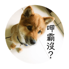 肥嘟嘟の麻糬是隻柴犬