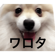 pomeranian bell