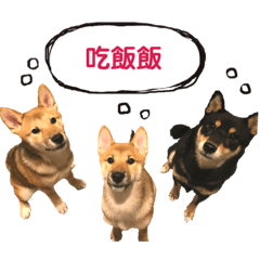 三犬日常