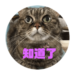 阿肥貓來了