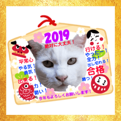 2019 happy new year cats