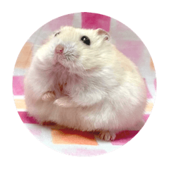 Djangarian Hamster Hime 2