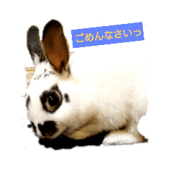 panda_20181118180940