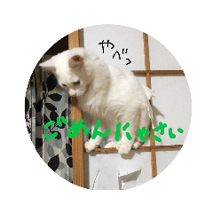 cat!nyao!