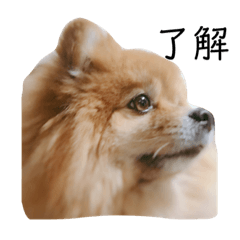 Mayu_pomeranian_Lulu