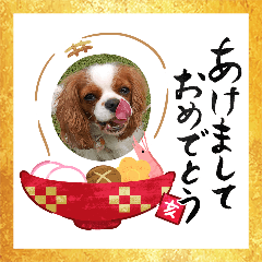 2019 new year's lovely dog