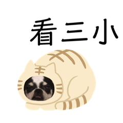 寶寶豬