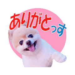 Pomeranian MOKO