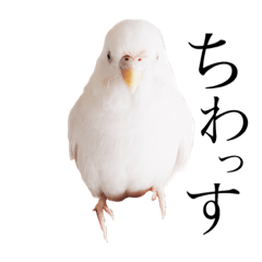 インコのオコメ一家とロッキー ポピー Line スタンプ Line Store