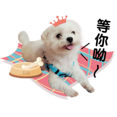 Dog Boa Day