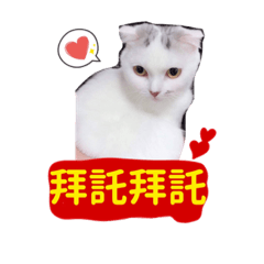 狗老大與三隻小白貓