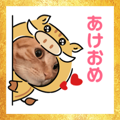 happy new year cat's 3
