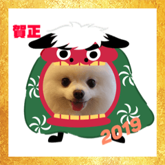 Pomeranian_MERU_No.003