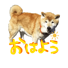 ShibaInuChans