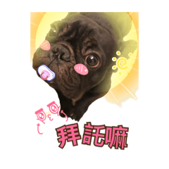 French Bulldog-酷比狂想