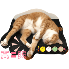 圓圓的圓圓