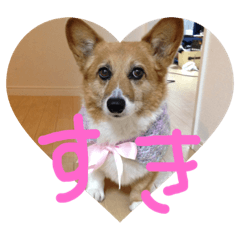 ぽっちゃりコーギーはなさんの日常 4 Line スタンプ Line Store