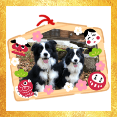 okiraku Border collies